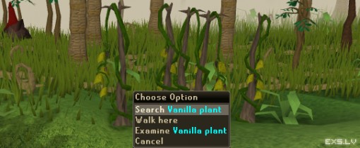 Vanilla plant